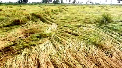 சூறைக்காற்றில் நெற்பயிா்கள் சேதம்: விவசாயிகள் அச்சம்