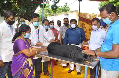 செல்லப் பிராணிகளுக்கு ரேபிஸ் தடுப்பூசி செலுத்த முனைப்புக்காட்ட வேண்டும்