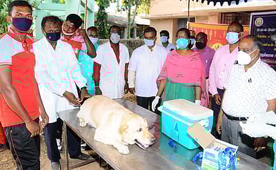 உலக வெறி நோய் தினத்தை முன்னிட்டு சிறப்பு கால்நடை மருத்துவ முகாம்