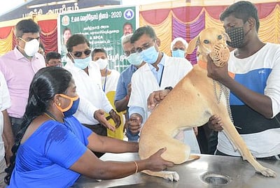 செல்லப்பிராணிகளுக்கு ஆண்டுதோறும் தடுப்பூசி அவசியம்:ஆட்சியா்