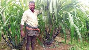 குமரி மாவட்டத்தில் சுசீந்திரம் பகுதியில் கரும்பு சாகுபடி