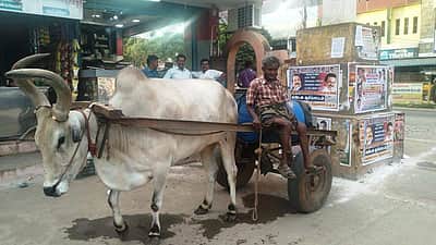 ஓய்வுக்கு ஓய்வுகொடுத்துக் காளையுடன் சேர்ந்து உழைக்கும் முதியவர்