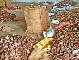 காங்கயத்தில் ரூ.2.41 லட்சத்துக்கு கொப்பரை ஏலம்