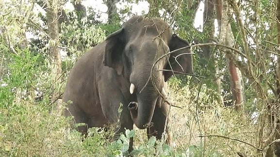 யானைகள் பாதுகாப்பில் அலட்சியம் காட்டும் வனத் துறை