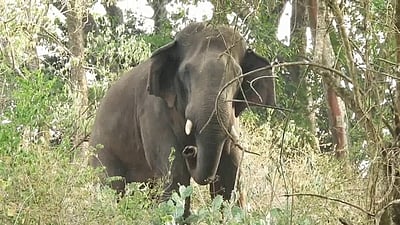 யானைகள் பாதுகாப்பில் அலட்சியம் காட்டும் வனத் துறை