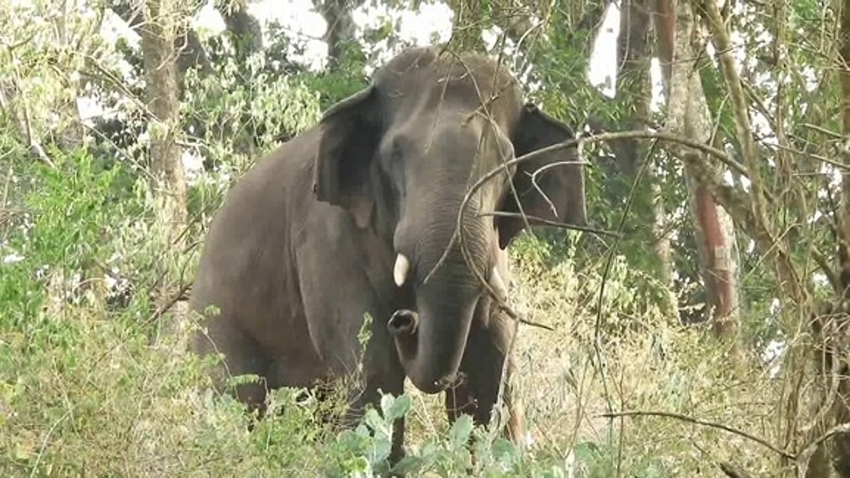 யானைகள் பாதுகாப்பில் அலட்சியம் காட்டும் வனத் துறை