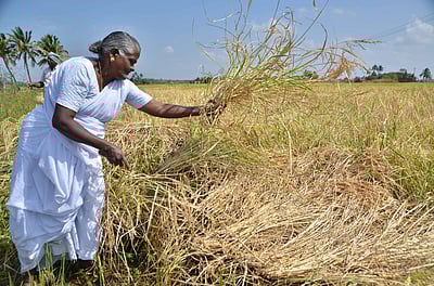 69 வயதிலும் இயற்கை விவசாய வெற்றியாளராகத் திகழும் பெண்மணி!