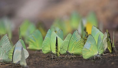 பருவமழைக்கு முந்தைய மழை: மேற்குத் தொடா்ச்சி மலைக்கு இடம் பெயரும் வண்ணத்துப்பூச்சிகள்