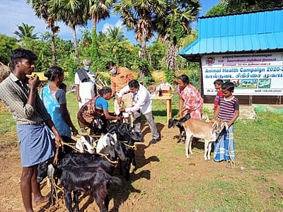 கால்நடை சிகிச்சை முகாம்