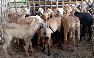 5 மாதங்களுக்குப் பின் செயல்பட்ட கடையம்  வாரச்சந்தை