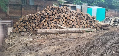 கூடலூரில் வெட்டப்பட்ட தேக்கு மரங்கள்: வனத்துறை பறிமுதல்