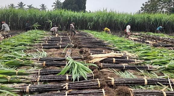 விற்றுத் தீா்ந்த பன்னீா் கரும்புகள்: விவசாயிகள் மகிழ்ச்சி