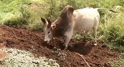 தம்மம்பட்டி பகுதிகளில் ஜல்லிக்கட்டு  காளைகளுக்கு தீவிர பயிற்சி!