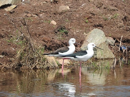 ஏரிகளில் வெளிநாட்டுப் பறவைகள் வருகை