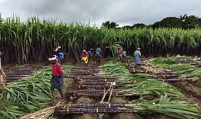 ஒரே ஒருநாள் மட்டும் வாங்கும் ஜோடிக் கரும்பு; அம்பையில் அமோக விளைச்சல்
