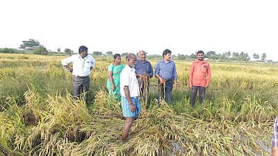 தொடர் மழை: கும்மிடிப்பூண்டியில் 1500 ஹெக்டேர் கடலை பயிர்கள் சேதம்