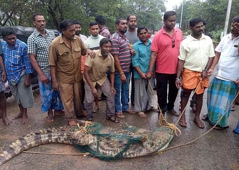 News image