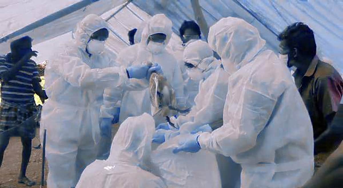 பறவைக் காய்ச்சல்: மகாராஷ்டிரத்தில் 15,000 பறவைகளை அழிக்க உத்தரவு