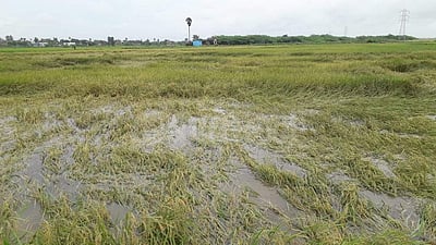 வேதாரண்யத்தில் கொட்டித் தீர்த்த மழை: பெருக்கெடுத்த வெள்ளம்; சம்பா நெல் வயல்கள் பாதிப்பு