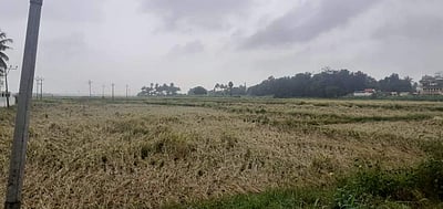 உத்தமபாளையத்தில் மழையால் பாதிக்கப்பட்ட நெற்பயிர்கள்