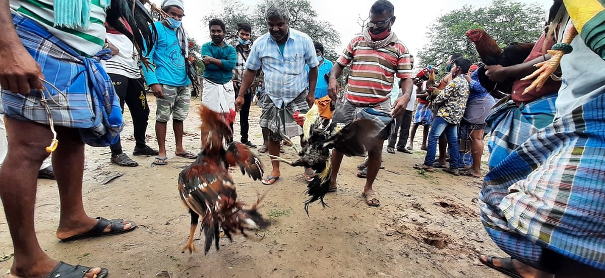 பொங்கல் திருநாள்: பூலாம்வலசில் சேவல் சண்டை தொடக்கம்