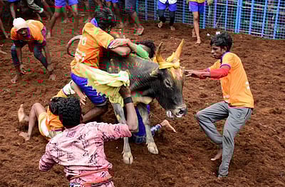 அவனியாபுரம் ஜல்லிக்கட்டு: தயாராகிவரும் தண்டவாள வாடிவாசல்!