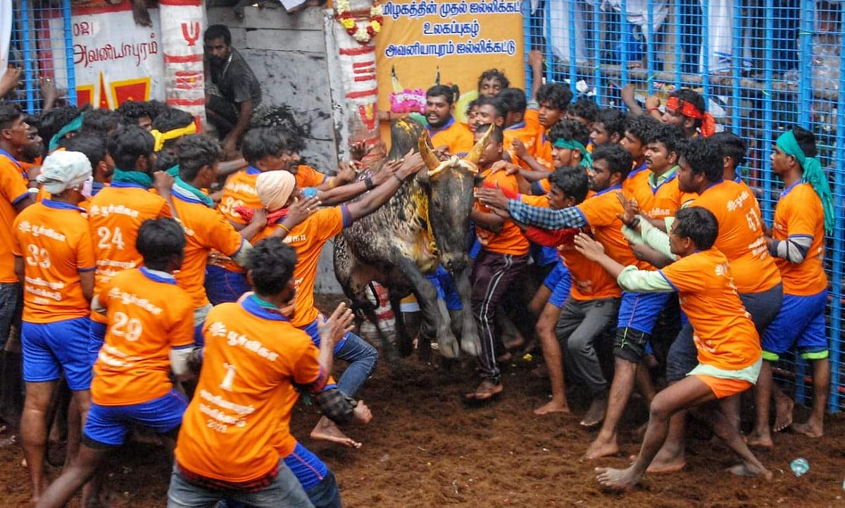 அவனியாபுரம் ஜல்லிக்கட்டு: ஒரு ரவுண்டப்