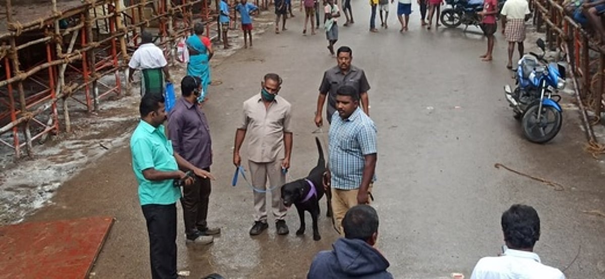 அவனியாபுரம் ஜல்லிக்கட்டில் ராகுல்காந்தி இன்று பங்கேற்பு: 3 அடுக்கு போலீஸ் பாதுகாப்பு