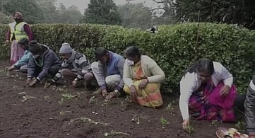 குன்னூா் சிம்ஸ் பூங்காவில் நாற்று நடவுப் பணி துவக்கம்