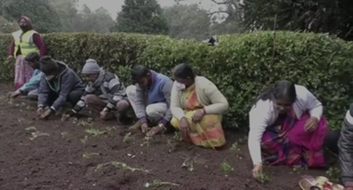 குன்னூா் சிம்ஸ் பூங்காவில் நாற்று நடவுப் பணி துவக்கம்