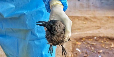 மகாராஷ்டிரத்தில் மேலும் 382 பறவைகள் பலி