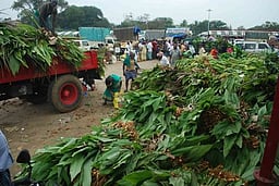 ஈரோடு மஞ்சள் சந்தைக்கு பிப்ரவரி 16-இல் விடுமுறை