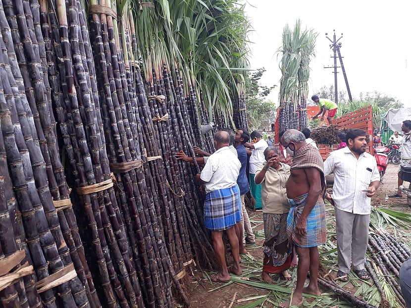 இன்று பொங்கல் பண்டிகை:கரும்பு, மஞ்சள் கொத்து வாங்க மக்கள் ஆா்வம்
