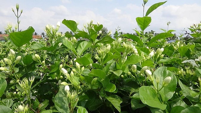 மல்லிகைப் பூ வரத்து அதிகரிப்பு: விலை கிலோ ரூ. 2,000ஆக சரிவு