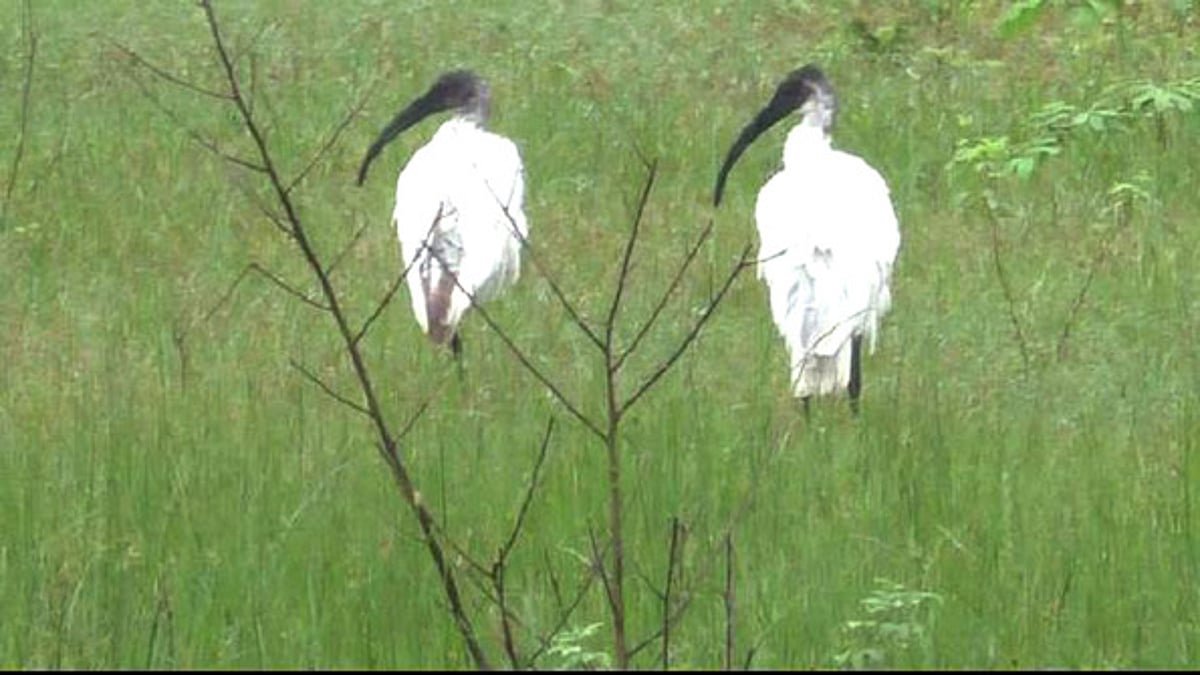 பழனி பகுதிக்கு இரை தேடி வரும் அரியவகை பறவை இனங்கள்