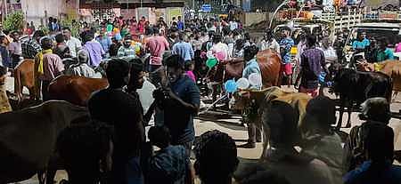 மாட்டுப் பொங்கல் உற்சாகக் கொண்டாட்டம்