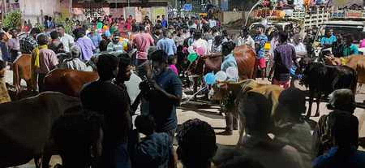 மாட்டுப் பொங்கல் உற்சாகக் கொண்டாட்டம்