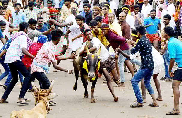 சிங்கம்புணரியில் மஞ்சுவிரட்டு