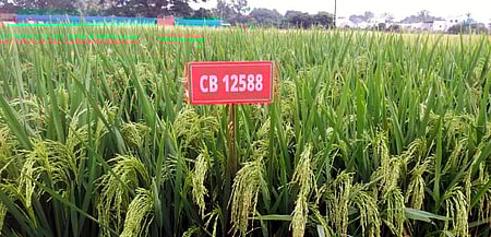 11 புதிய பயிா் ரகங்கள்: தமிழ்நாடு வேளாண்மைப் பல்கலை. வெளியீடு