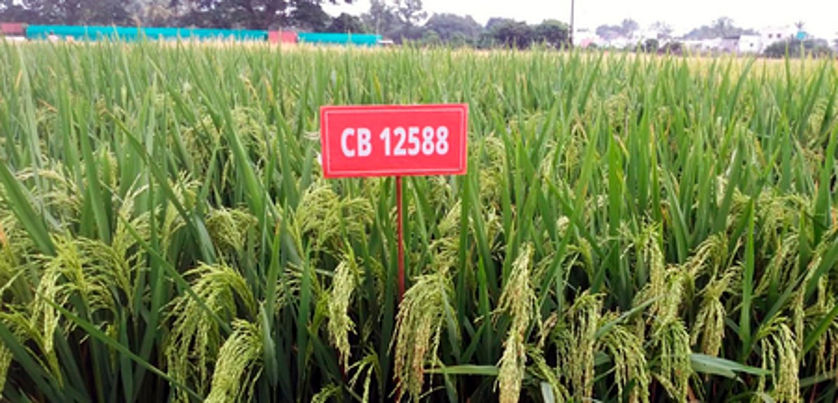 11 புதிய பயிா் ரகங்கள்: தமிழ்நாடு வேளாண்மைப் பல்கலை. வெளியீடு