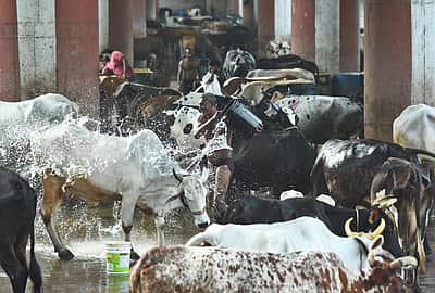 மாட்டுப் பொங்கல் கோலாகல கொண்டாட்டம் - புகைப்படங்கள் 