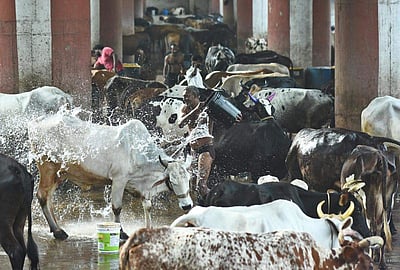 மாட்டுப் பொங்கல் கோலாகல கொண்டாட்டம் - புகைப்படங்கள் 