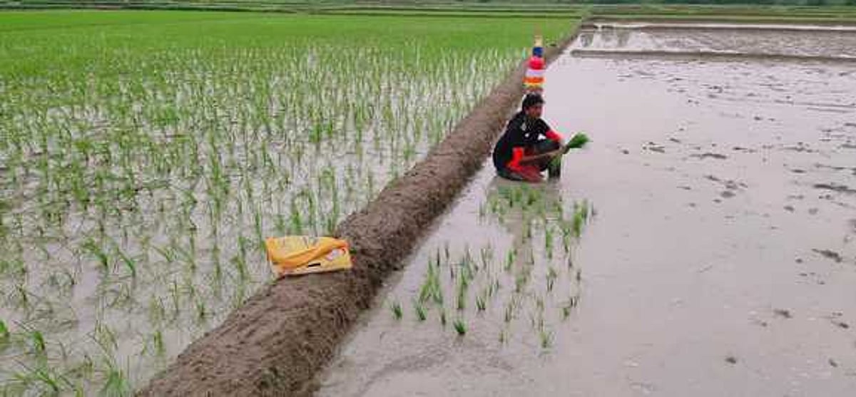 வயலில் கரகாட்டம் ஆடிய படி நடவு நட்ட மாற்றுத்திறனாளி