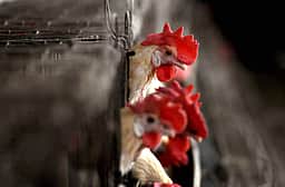 பறவைக் காய்ச்சல் பரவலைத் தடுக்க சிறப்பு நடவடிக்கை! பொது சுகாதாரத் துறை!!