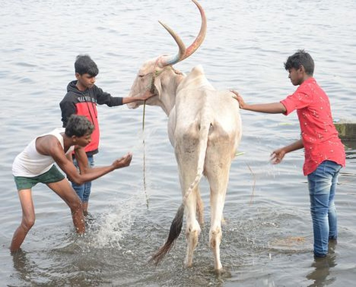 ஈரோட்டில் மாட்டுப் பொங்கலை உற்சாகமாக கொண்டாடிய விவசாயிகள்