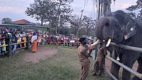 முதுமலை புலிகள் காப்பகத்தில் பொங்கல் விழா