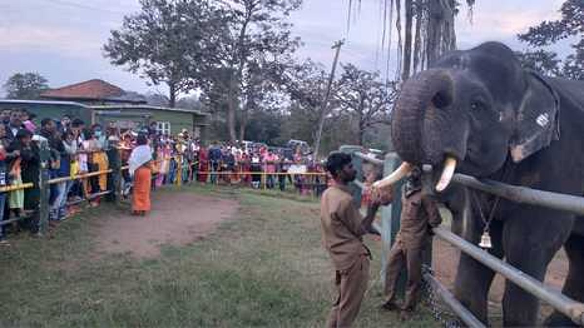 முதுமலை புலிகள் காப்பகத்தில் பொங்கல் விழா