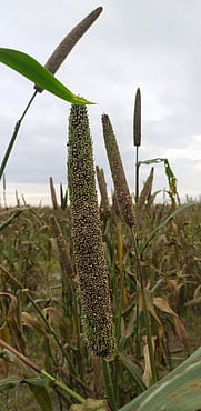 கமுதி பகுதியில் 20 ஆயிரம் ஏக்கா் சோளம், கம்பு பயிா்கள் சேதம்: இழப்பீடு வழங்கக் கோரிக்கை