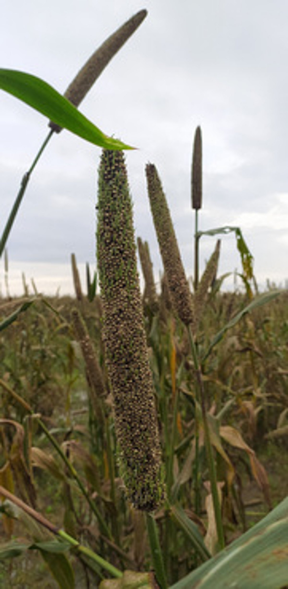 கமுதி பகுதியில் 20 ஆயிரம் ஏக்கா் சோளம், கம்பு பயிா்கள் சேதம்: இழப்பீடு வழங்கக் கோரிக்கை