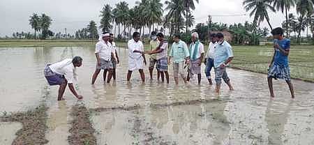 தொடா் மழையால் நீரில் மூழ்கிய நெற்பயிா்கள்: கந்தா்வக்கோட்டை எம்.எல்.ஏ. ஆய்வு